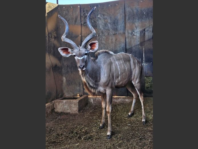 KUDU | NOVAVEN