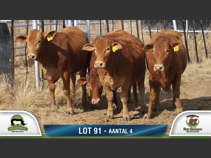 Commercial Animls | RHENOSTERVALLEI & BEEF ON GRASS