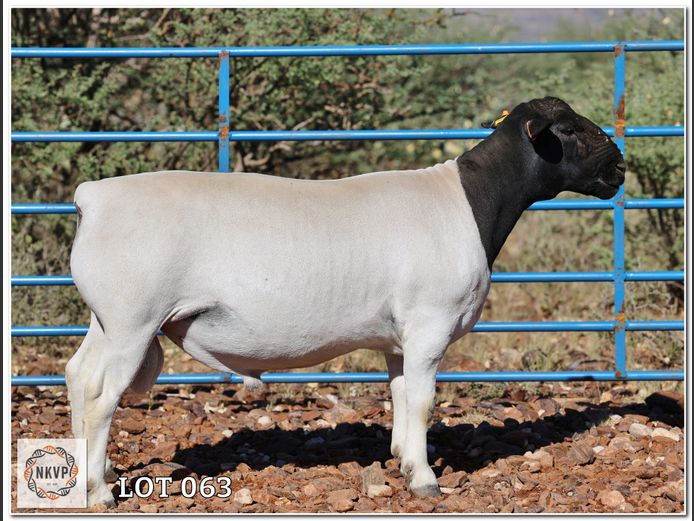 1772 24 0206 | H.G HUMAN