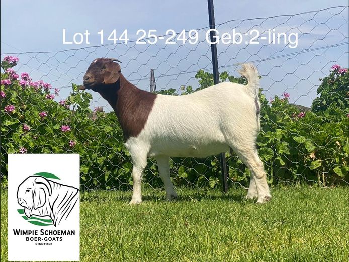 25-249 | Wimpie Schoeman BB