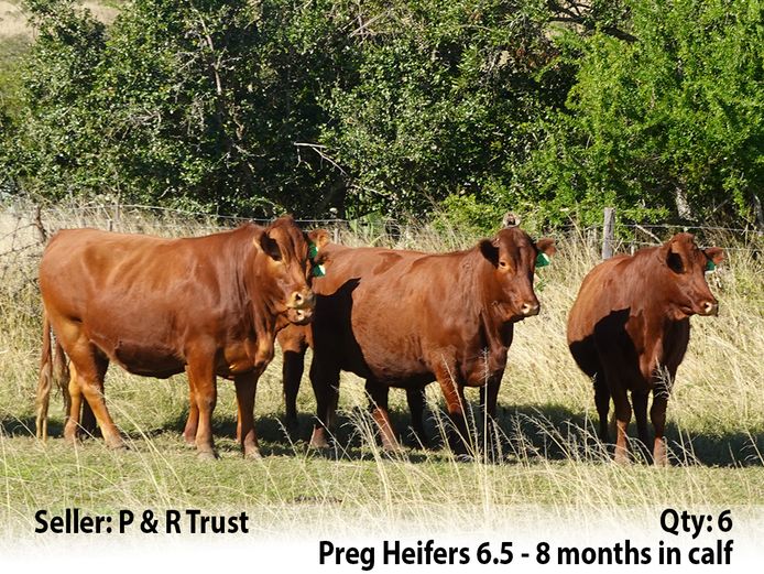 Commercial Animals | P & R Trust