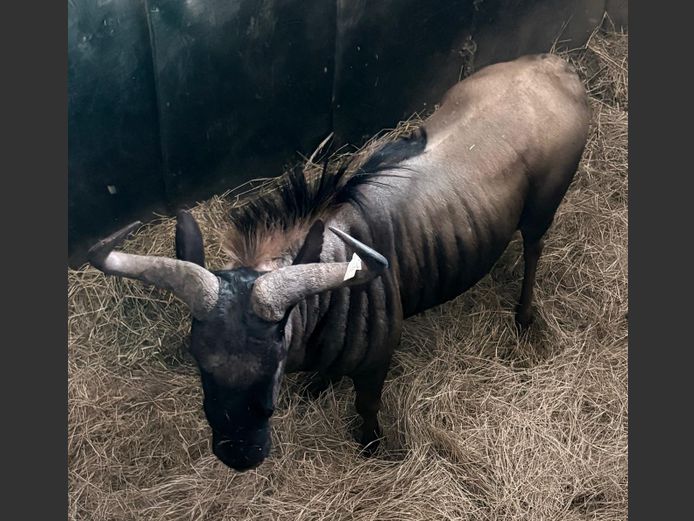 Blouwildebees Jagbul