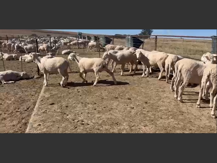 Sheep