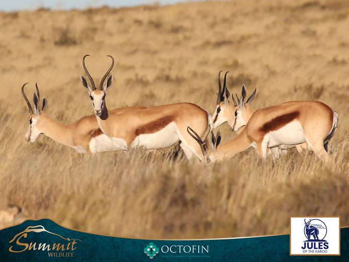 12"+ SPRINGBOK EWES RW 20" RAMS