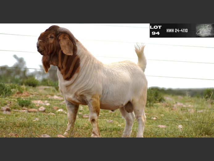 HWH24-4110 | G VAN WYK