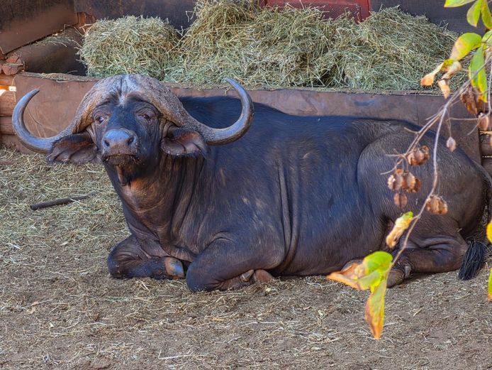 BUFFEL | TSEKAMA