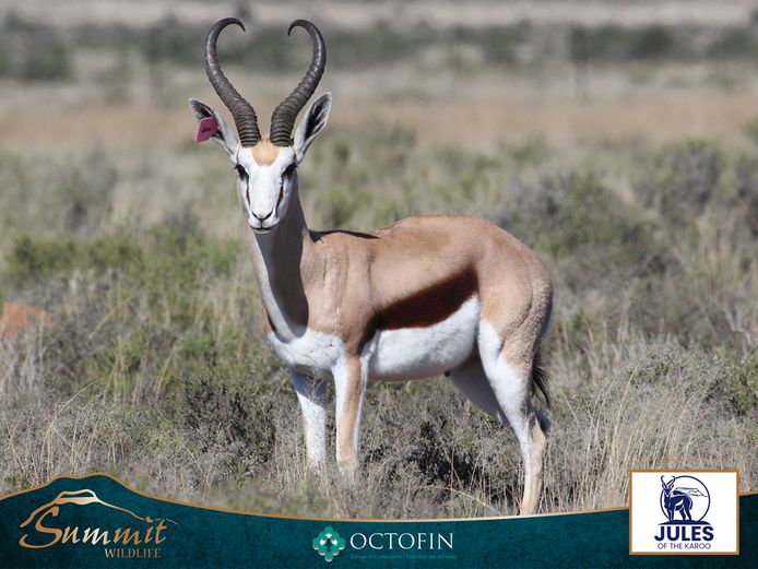 17 6/8" DAMARA SPRINGBOK RAM