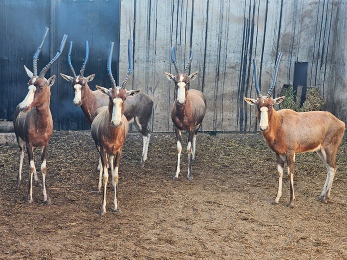 BLESBOK | NYLSVLEI