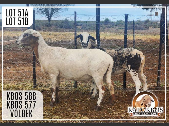 KBOS577 | Kapokbos Meatmasters