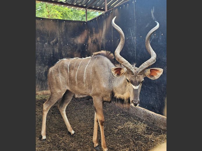 KUDU | MABALINGWE