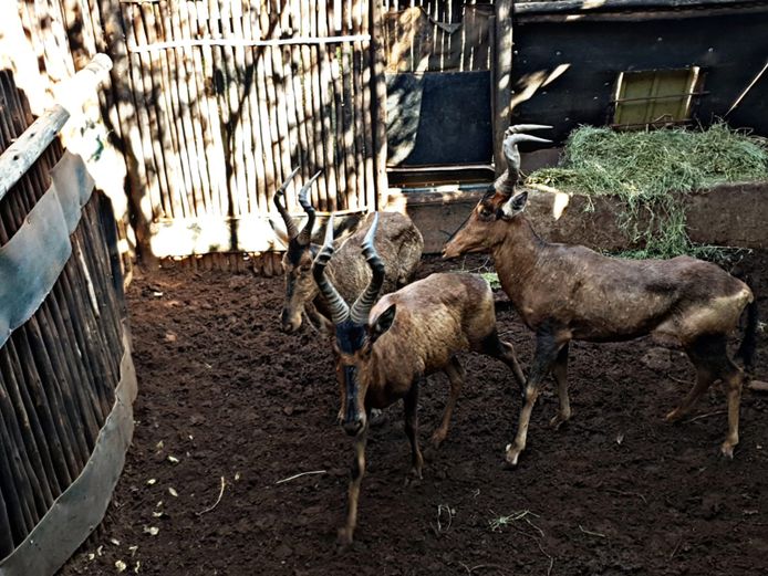 RED HARTEBEEST | MIDMALANGAZ