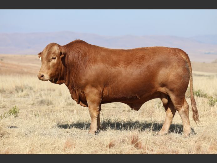 HBH 240004 | CLARK CATTLE COMPANY PTY LTD