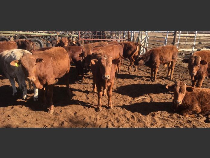 Weaner Calves