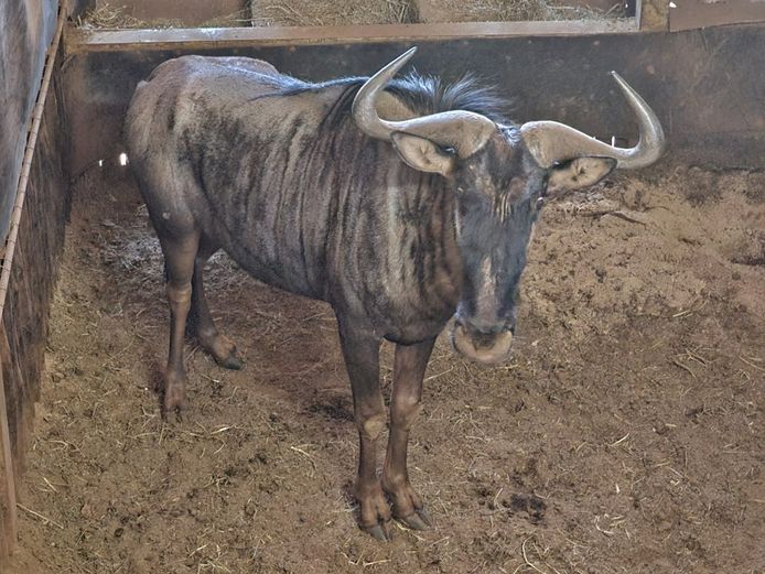 BLUE WILDEBEEST | DAGBREEK