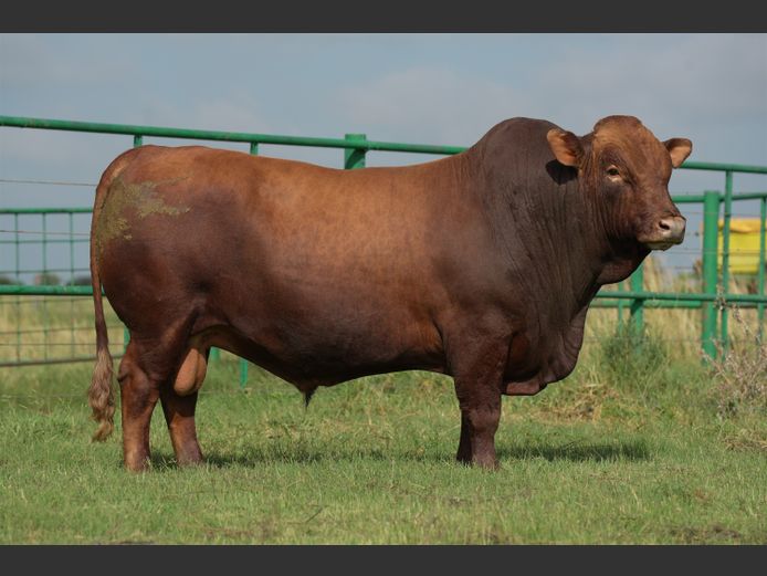 HTC230110 | HENTACOR BONSMARAS