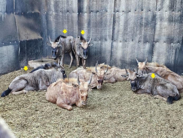 BLUE WILDEBEEST | UNICO PROJECTS