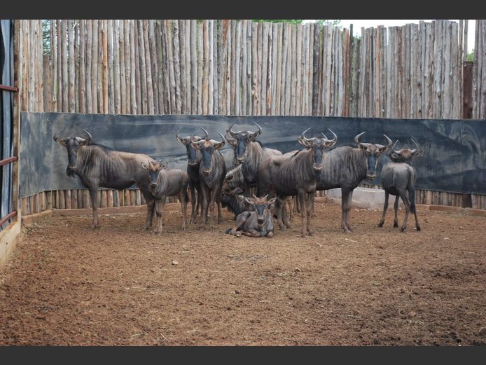 BLUE WILDEBEEST | NAYAWA BDY