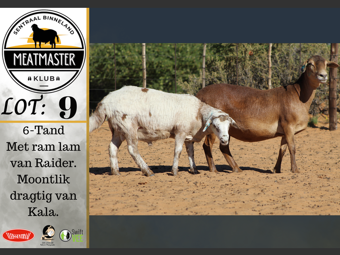 Ooi | Vrede Meatmasters
