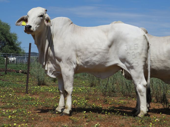 23-0980JLB | JLB BRAHMAN