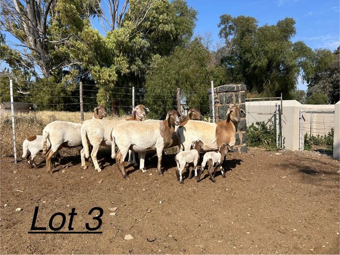 PB 2433 | Johan Murray - Pienaarspan Meatmasters