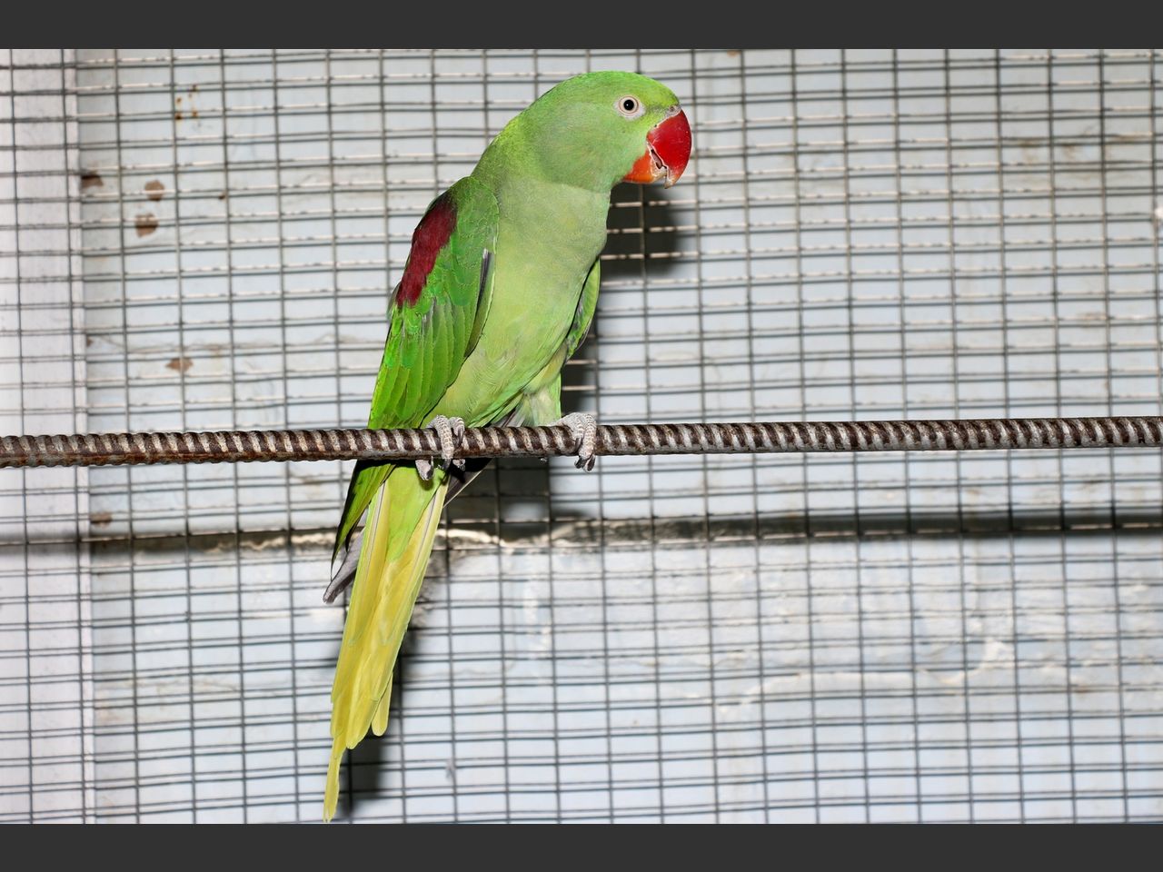 images