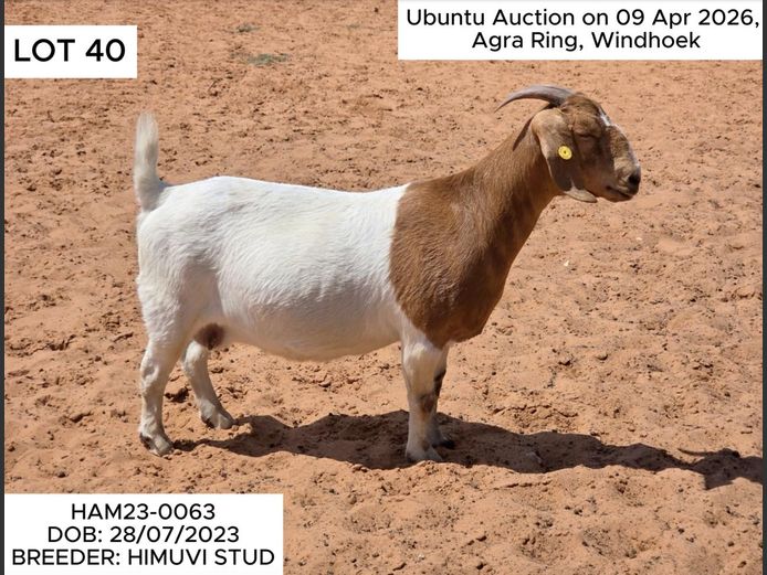 HAM23-0063 | HIMUVI MBINGENEEKO