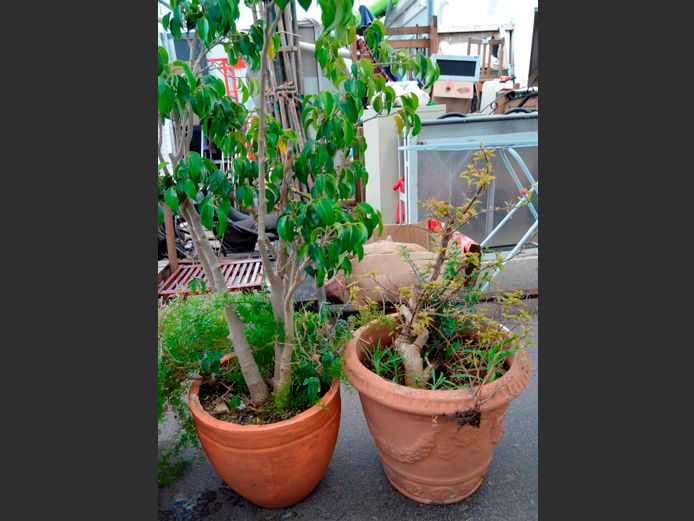 LOT: 2 x TERRACOTTA PLANTERS WITH PLANTS, 49cm Diameter x 41cm High & 39cm Diameter x 35cm High