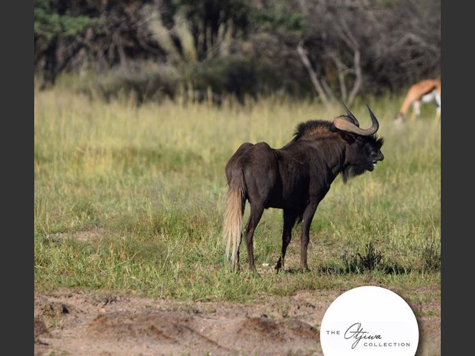 Black Wildebeest Adult Bulls |  WATERBERG PLATO GAME BREEDERS