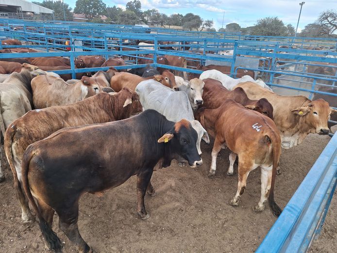 Commercial Ox