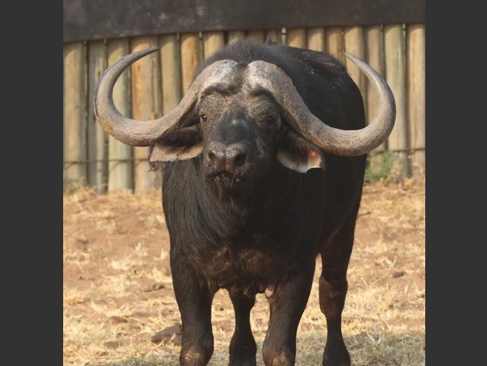 BUFFALO