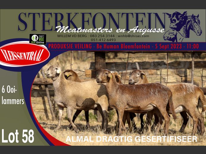 Ewes | Sterkfontein Meatmasters