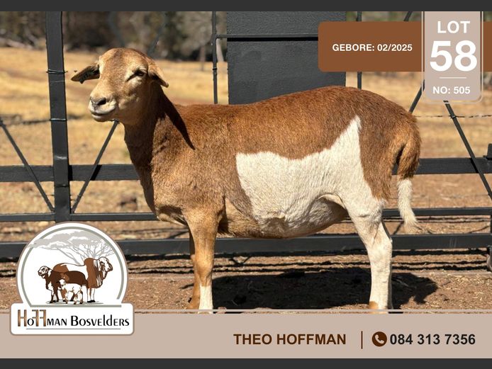 505 | HOFFMAN BOSVELDERS