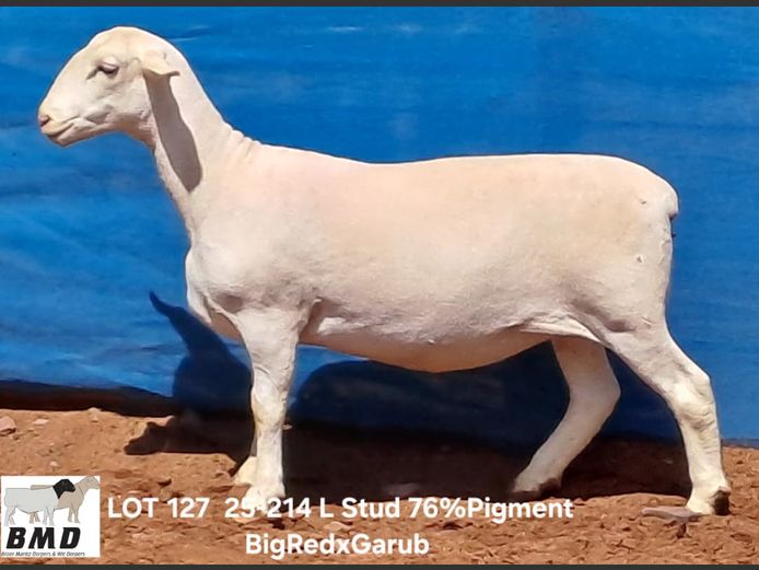 25-214 | BROER MARITZ DORPERS