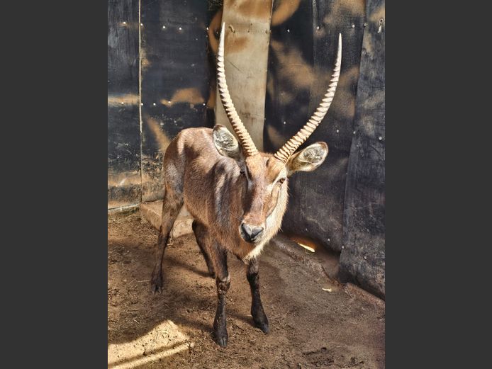 WATERBUCK | BIG HORN