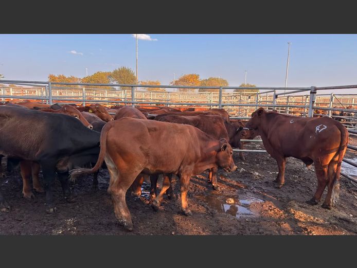 AGRA GROOTFONTEIN WEANER AUCTION