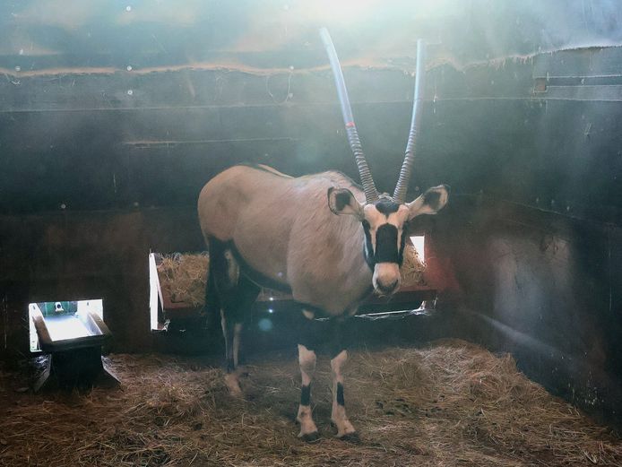 GEWONE GEMSBOK | AL BADENHORST