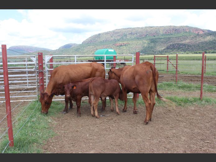 Commercial Female Animals - Netkor - Naboomspruit