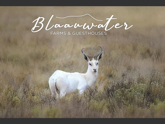 1 Trophy White Sprinbuck Ram plus 1 night accommodation for 2 people. 2026 Hunting Season | Blaauwater Farms