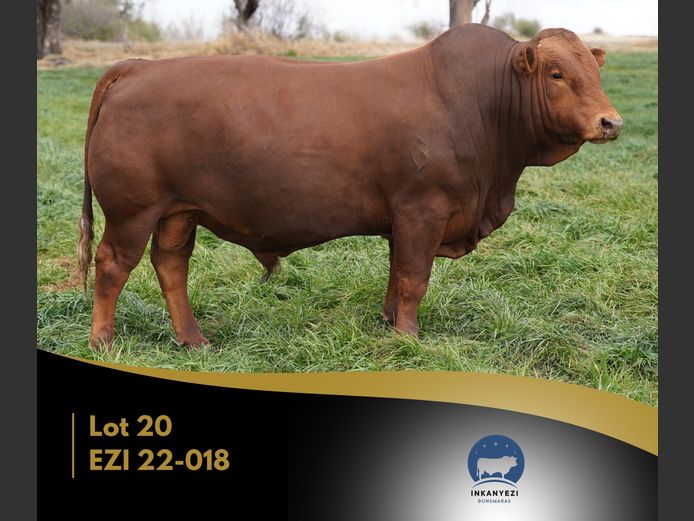 EZI 220018 | INKANYEZI BONSMARAS