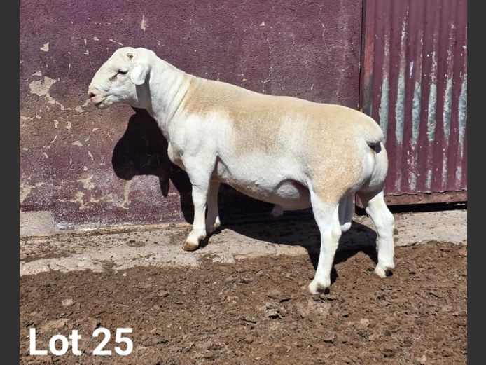 24331 | KASTEEL WITDORPERS