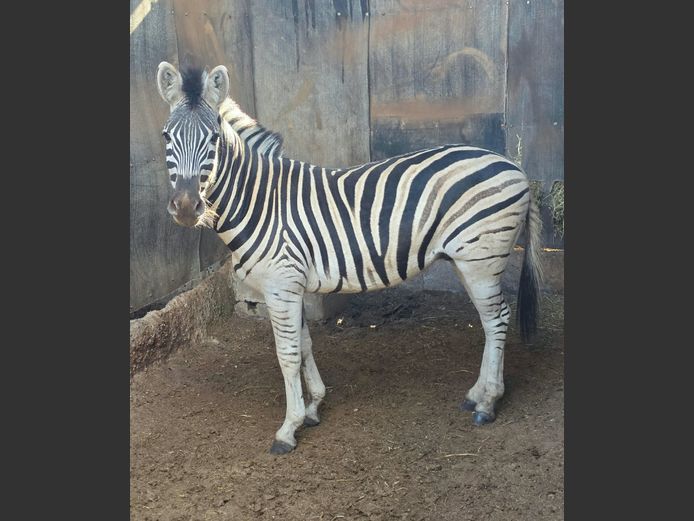 ZEBRA | MORGAN FARMSTEAD