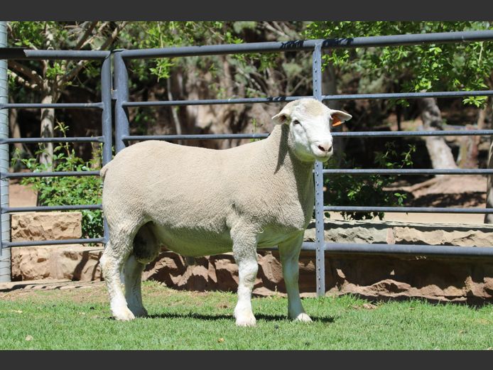 DZ 240113 | 2 STEYNS BOERDERY