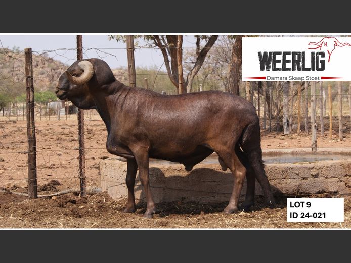24-021 | WEERLIG DAMARA SKAAP STOET