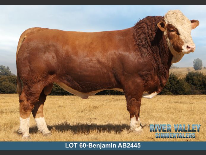AB2445 | PA ABRAHAMSE