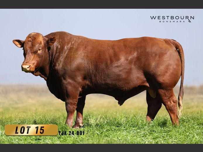 FJK 240001 | WESTBOURN BONSMARAS