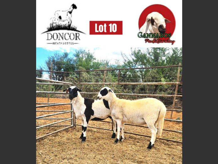 DC479 | Doncor Meatmasters