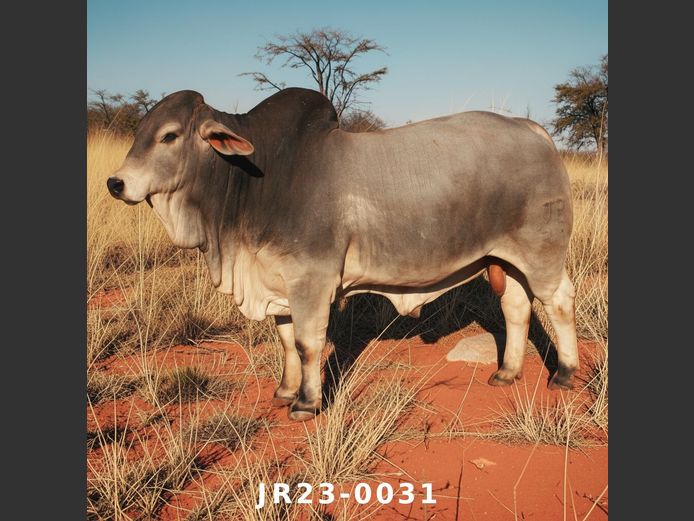 23-0031JR | WETMER BRAHMAN