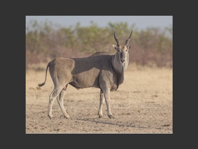 Eland Bull | Kazuko
