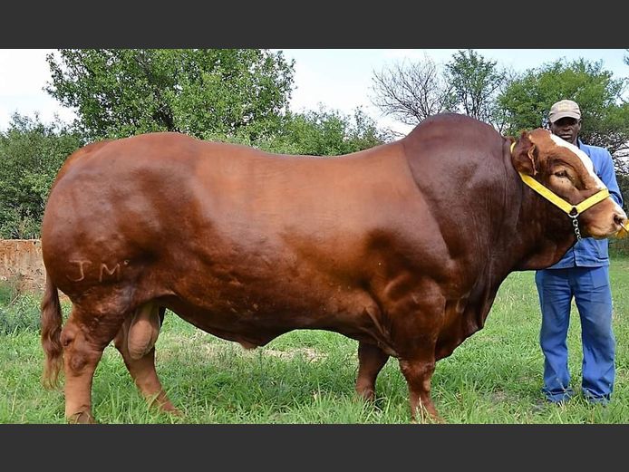 Semen Lot | JM1822 | SJ MARE - Buffel