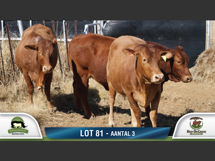 Commercial Animls | RHENOSTERVALLEI & BEEF ON GRASS